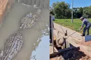 Jacaré é resgatado após ficar preso em encanamento de esgoto em Salmourão