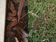 Jiboia de 2 metros é resgatada em jardim residencial no interior de São Paulo