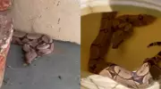 Jiboia invade residência em Sorriso e é resgatada por Bombeiros em MT