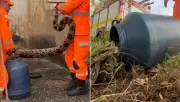 Jiboias invadem área urbana de Valadares e capturas chamam atenção da população