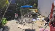 Jovem é preso por maus-tratos a animais silvestres e posse ilegal em Sarapuí
