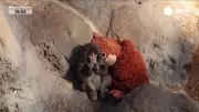 Macaco supera abandono materno com bicho de pelúcia em zoológico japonês