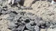 Mais de 5 mil filhotes de tartarugas são soltos no litoral do Piauí em ação de conservação