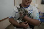Manaus realiza mega mutirão gratuito de castração para mais de 2 mil animais neste domingo