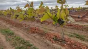 Manejo da umidade no parreiral é crucial para combater o míldio na uva do Vale do São Francisco