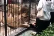 Menina de 10 anos é atacada por leoa em zoológico na China após entrar em área restrita