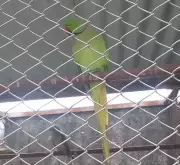 Microempresa de Formiga recebe multa milionária por manter 626 aves exóticas ilegais