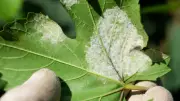 Míldio ameaça videiras no Vale do São Francisco com perdas de até 100% na produção
