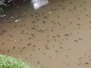 Mortandade de Peixes no Rio Paraíba do Sul em Barra Mansa Preocupa Ambientalistas