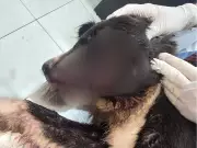 MP-AC investiga maus-tratos a cachorro em canil municipal de Tarauacá