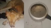 Mulher presa em flagrante por maus-tratos a cachorro abandonado em apartamento em Campina Grande