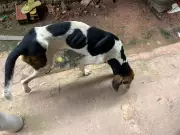Mulher é presa por maus-tratos a cães desnutridos resgatados em Quatro Bocas, Pará