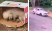Mulher presta depoimento após abandonar cão shih tzu em caixa de papelão no interior de SP