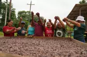 Mulheres do Amazonas transformam cacau orgânico em chocolate artesanal para Páscoa