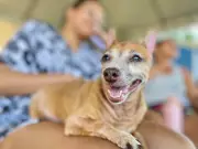 Mutirão gratuito de castração de cães e gatos acontece em Fortaleza neste fim de semana