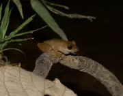 Nova espécie de perereca é descoberta no Cerrado mineiro e alerta para preservação do rio Paracatu