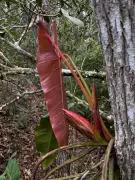 Nova espécie de planta rara é descoberta no Espírito Santo e já enfrenta risco de extinção