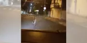Onça-parda invade garagem em Bauru após correr por ruas; veja vídeo e resgate