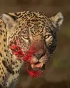 Onça-pintada Aracy é fotografada com rosto ensanguentado após caça no Pantanal