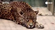 Onça-pintada doa sangue para salvar 'colega' com doença renal em São Paulo