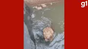 Onça-pintada é resgatada após ficar presa em canal de usina elétrica em Mato Grosso