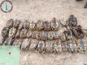 Operação apreende 36 jabutis em reserva extrativista no Vale do Juruá