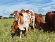 Operação Carne Fria prende três por abate de boi de R$ 200 mil em fazenda de Itacarambi