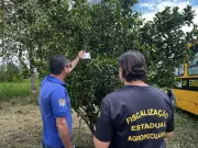 Oriximiná e Terra Santa são declaradas livres da mosca-da-carambola no Pará