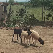 Ovelhas são encontradas mortas com perfurações misteriosas no pescoço em Craíbas, Alagoas