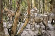 Parque de conservação sacrifica matilha de lobos após brigas graves no Reino Unido