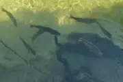 Pescadora flagra ataque de sucuri em rio cristalino de Bonito; vídeo viraliza