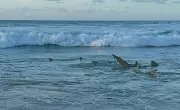 Pesquisadores alertam para aumento de tubarões após mar revolto em Fernando de Noronha