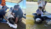 Pesquisadores resgatam cachalote-anão encalhada viva na Ilha do Mel, no Paraná