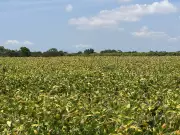 PIB de Minas Gerais cresce 1,4% em 2025, alcançando R$ 1,157 trilhão