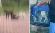 Pitbull ataca cachorro em praça de Cabo Frio; animal foi recolhido e vítima recebe atendimento