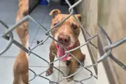 Pitbull idoso é resgatado após três dias solto no centro de Pirapozinho (SP)