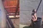 PMA resgata jiboia de telhado em Campo Grande e orienta população sobre segurança