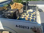 Polícia Ambiental apreende 170 kg de palmito em fábrica clandestina em Sete Barras