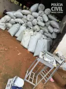 Polícia Civil apreende uma tonelada de maconha em plantações no Vale do Jequitinhonha