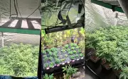 Polícia encontra três estufas com 40 pés de maconha em apartamento de Salvador