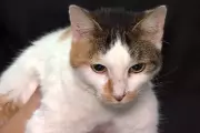 Polícia identifica quatro adolescentes por arremesso de gata em rio em São Luiz do Paraitinga