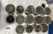 Polícia Militar descobre cultivo de maconha em apartamento de Porto Velho, Rondônia