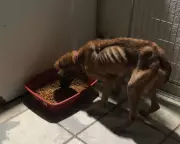 Polícia Militar resgata cães vítimas de maus-tratos em Cangaíba, Zona Leste de SP