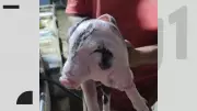 Porco nasce com duas faces em propriedade rural do Espírito Santo em caso raro de diprosopia