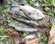 Prefeitura de São Sebastião multa Sabesp em R$ 100 mil por contaminação do rio Maresias