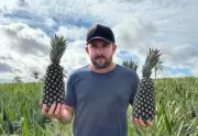 Produtor de abacaxi é assassinado em disputa comercial; mandante preso e executores mortos