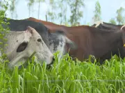 Produtor de Sandovalina investe em piquetes irrigados para enfrentar crise do leite em SP
