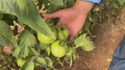 Produtores de Tabatinga e Pirajuí (SP) projetam safra de tomate robusta apesar do calor intenso