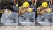 Resgate Inusitado: Filhotes de Pato Caem em Bueiro na BR-386, em Nova Santa Rita