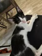 Saúde dos Pets: Histórias de Zeca e Magia Enfrentam Doenças Crônicas